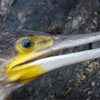 La lutte contre les cormorans