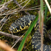 La faune de Basse Rivi&egrave;re d'Ain