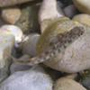 L'alevinage: la reproduction naturelle
